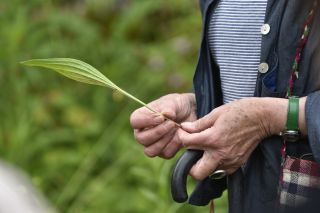 Atelier - Magie et enchantement : les plantes du philtre d'amour